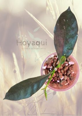 Hoya occultata (yellow)