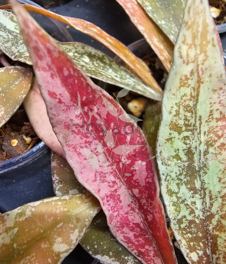 Hoya lacunosa ‘Laos’