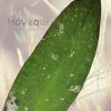 Hoya kaikoeana (antes sp. Dahlia)