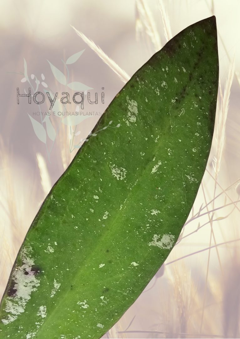 Hoya kaikoeana (antes sp. Dahlia)