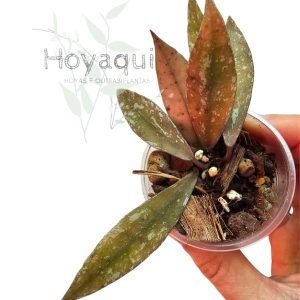 Hoya lacunosa ‘Laos’