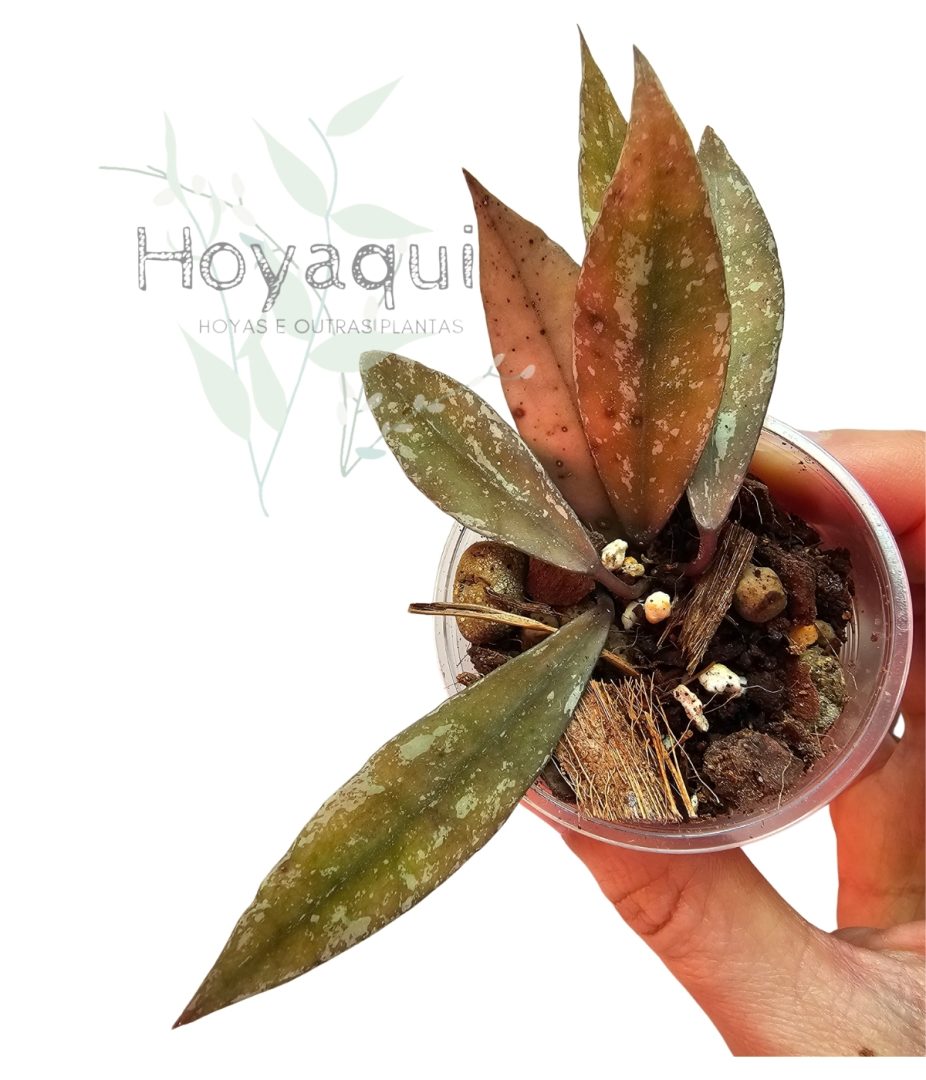 Hoya lacunosa ‘Laos’