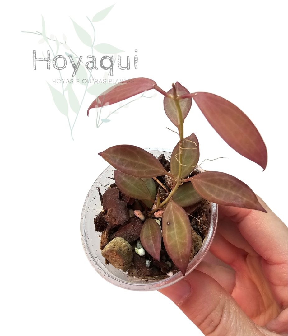 Hoya sp. NS12-323 Microdwarf