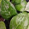 Hoya verticillata ‘Lampung’