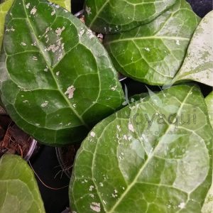 Hoya verticillata ‘Lampung’