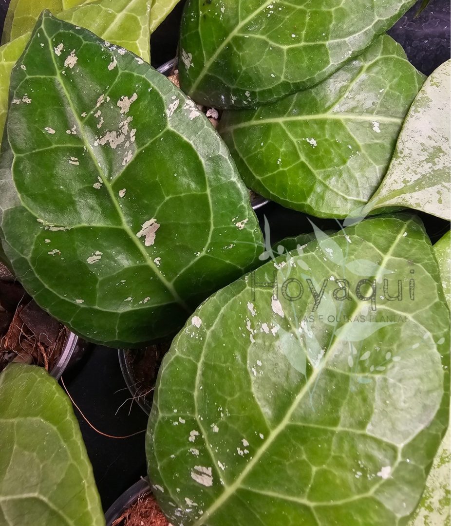 Hoya verticillata ‘Lampung’