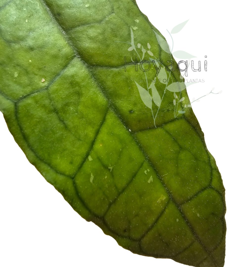 Hoya finlaysonii ‘Sukhirin’