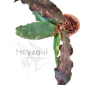 Hoya undulata (Surisa's clone)