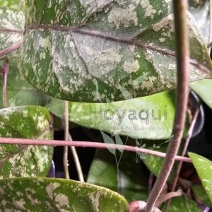 Hoya sp. Aceh super splash