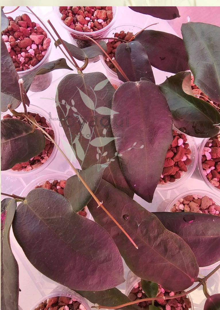 Hoya oreostemma NS12-318 (pink-white)