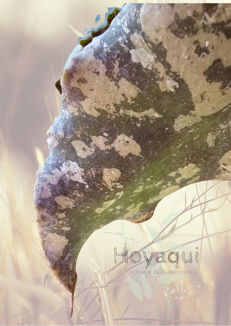 Hoya undulata (RED from Indonesia)