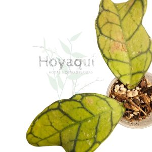 Hoya ranauensis