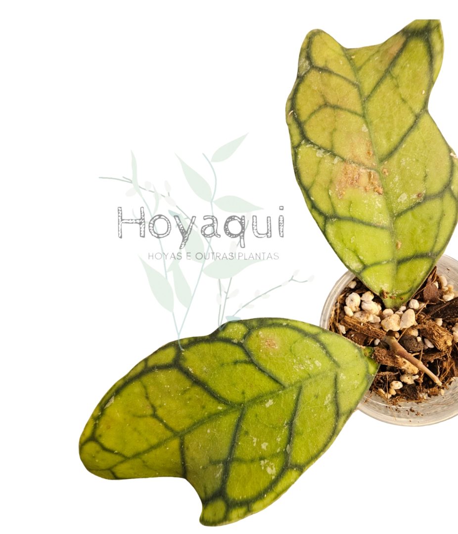Hoya ranauensis