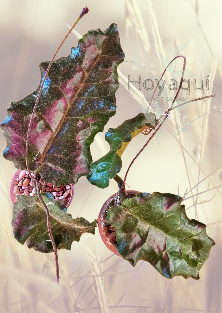 Hoya versteegii