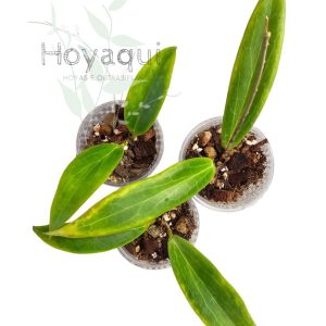 Hoya blashernaezii