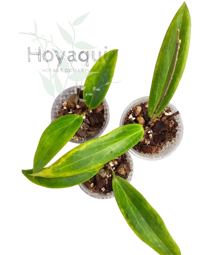 Hoya blashernaezii