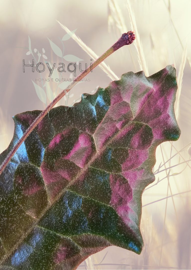 Hoya versteegii
