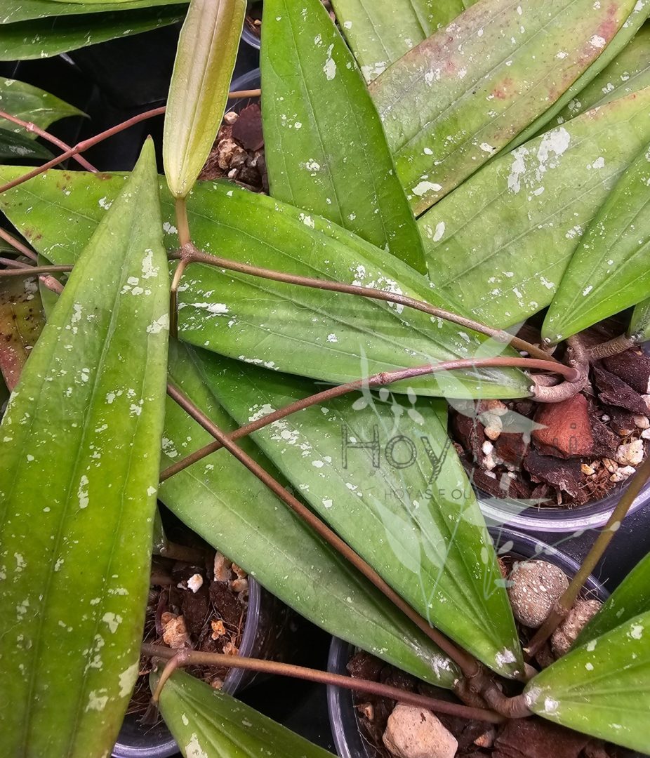 Hoya sp. Bengkulu