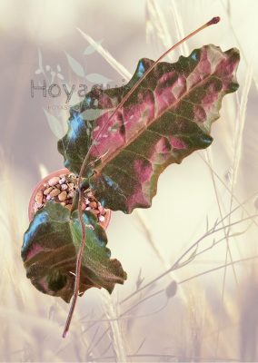 Hoya versteegii