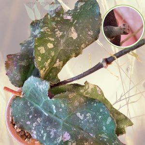 Hoya undulata (Surisa’s clone)