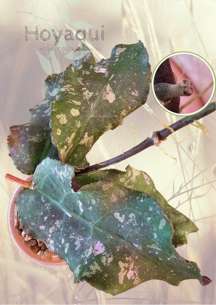 Hoya undulata (Surisa’s clone)