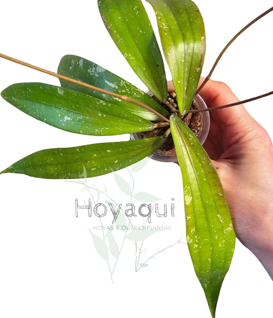 Hoya sp. Bengkulu