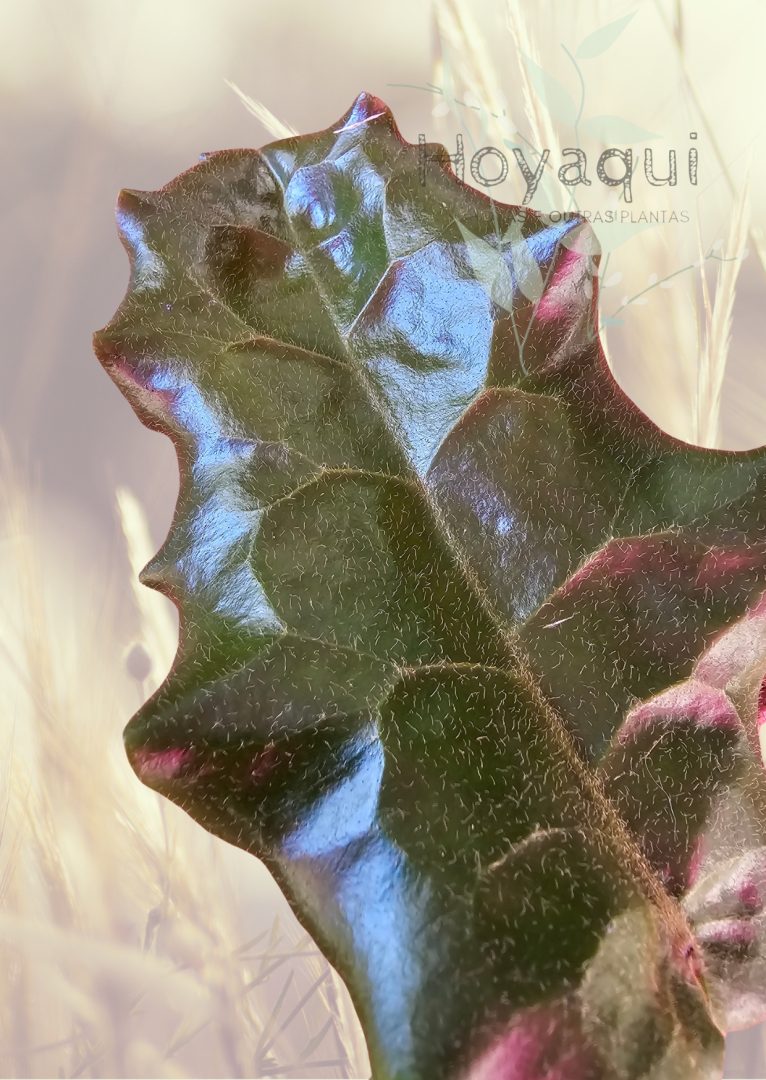 Hoya versteegii
