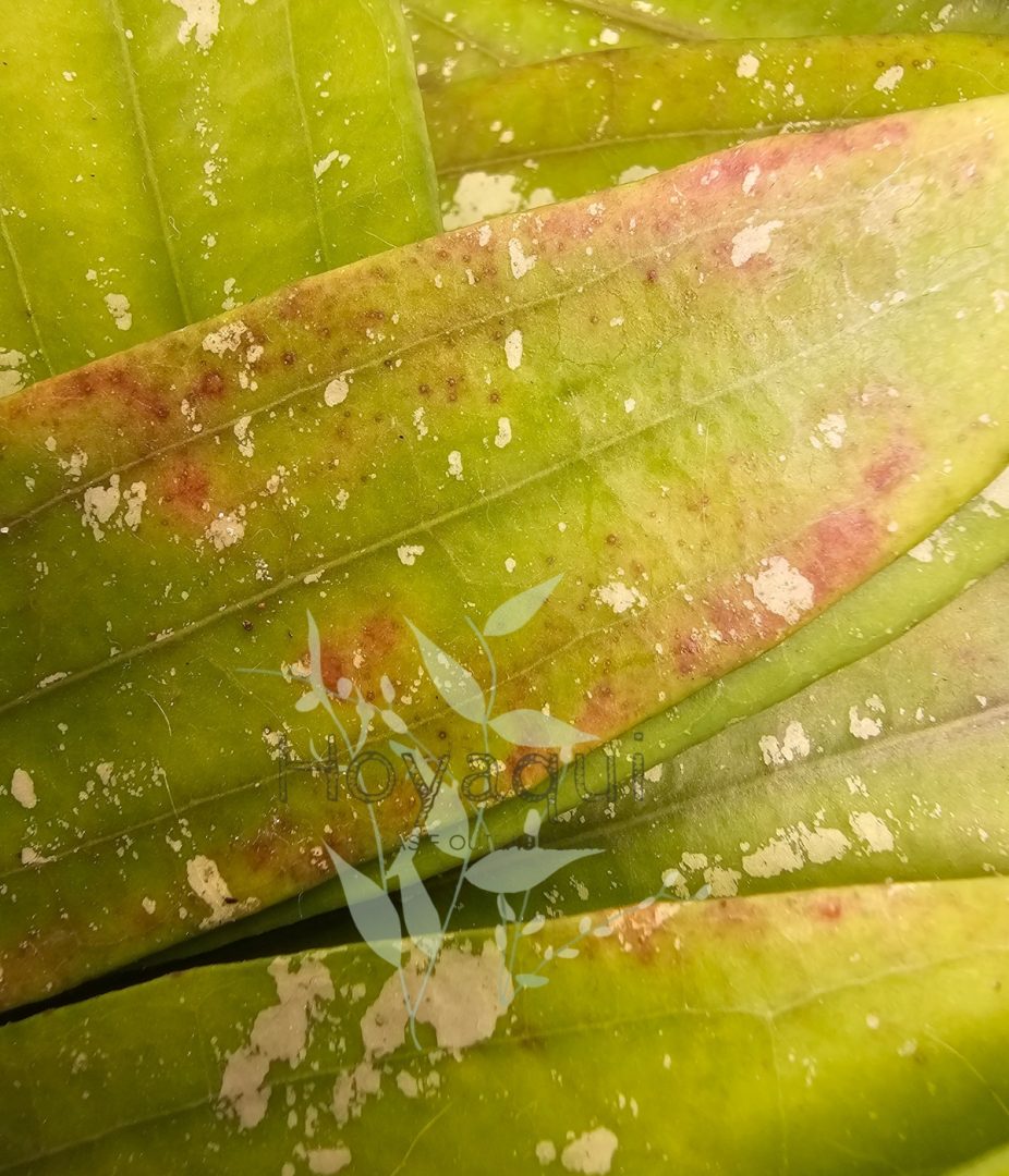 Hoya sp. Bengkulu