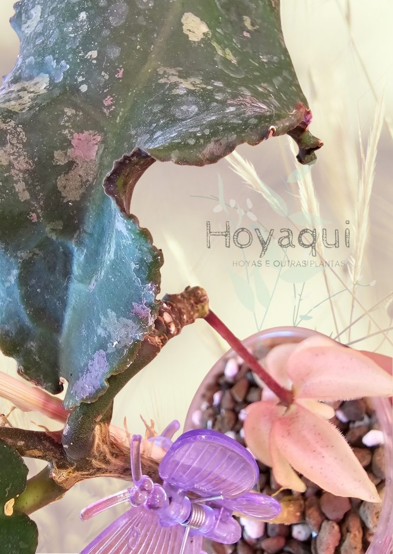 Hoya undulata (Surisa’s clone) Hoya undulata (Surisa’s clone)