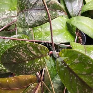 Hoya sp. Aceh super splash