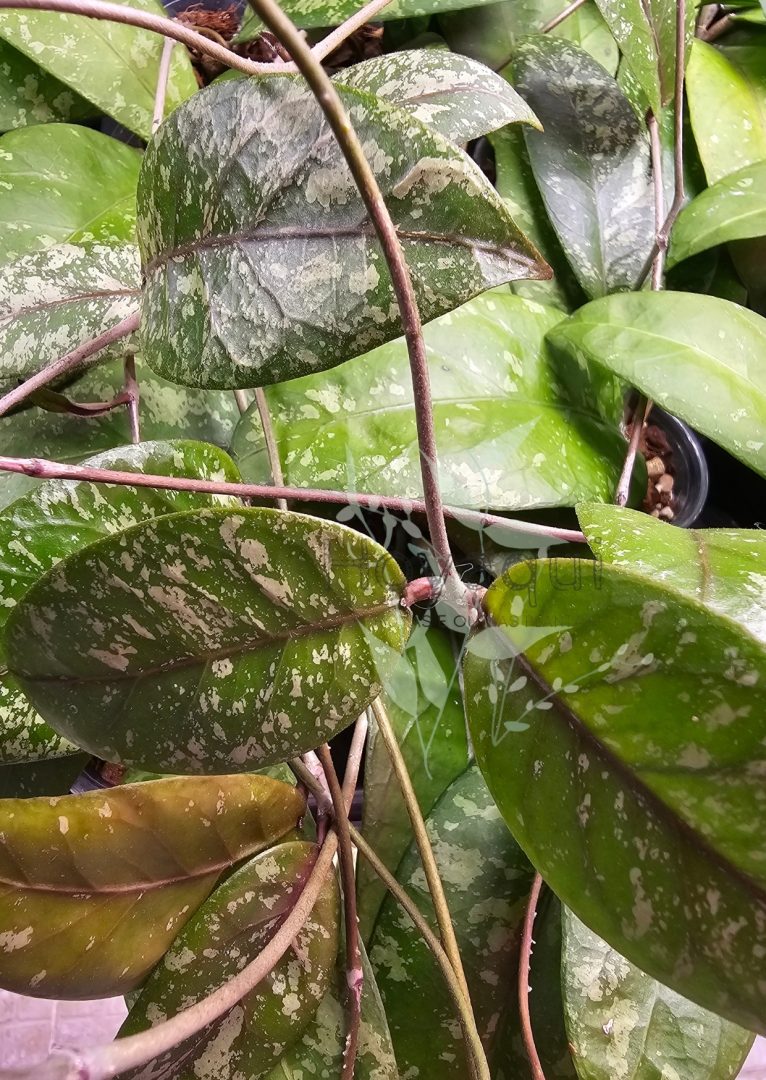 Hoya sp. Aceh super splash