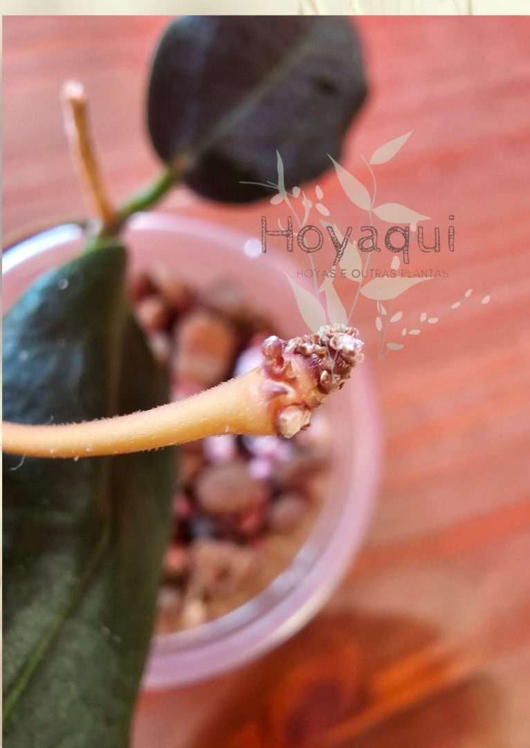 Hoya oreostemma NS12-318 (pink-white)