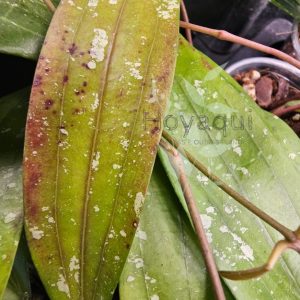 Hoya sp. Bengkulu