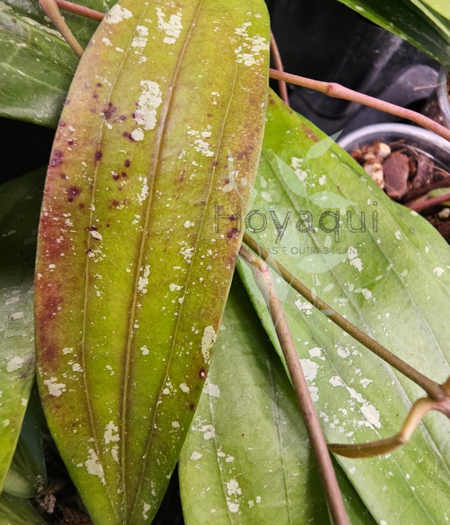Hoya sp. Bengkulu