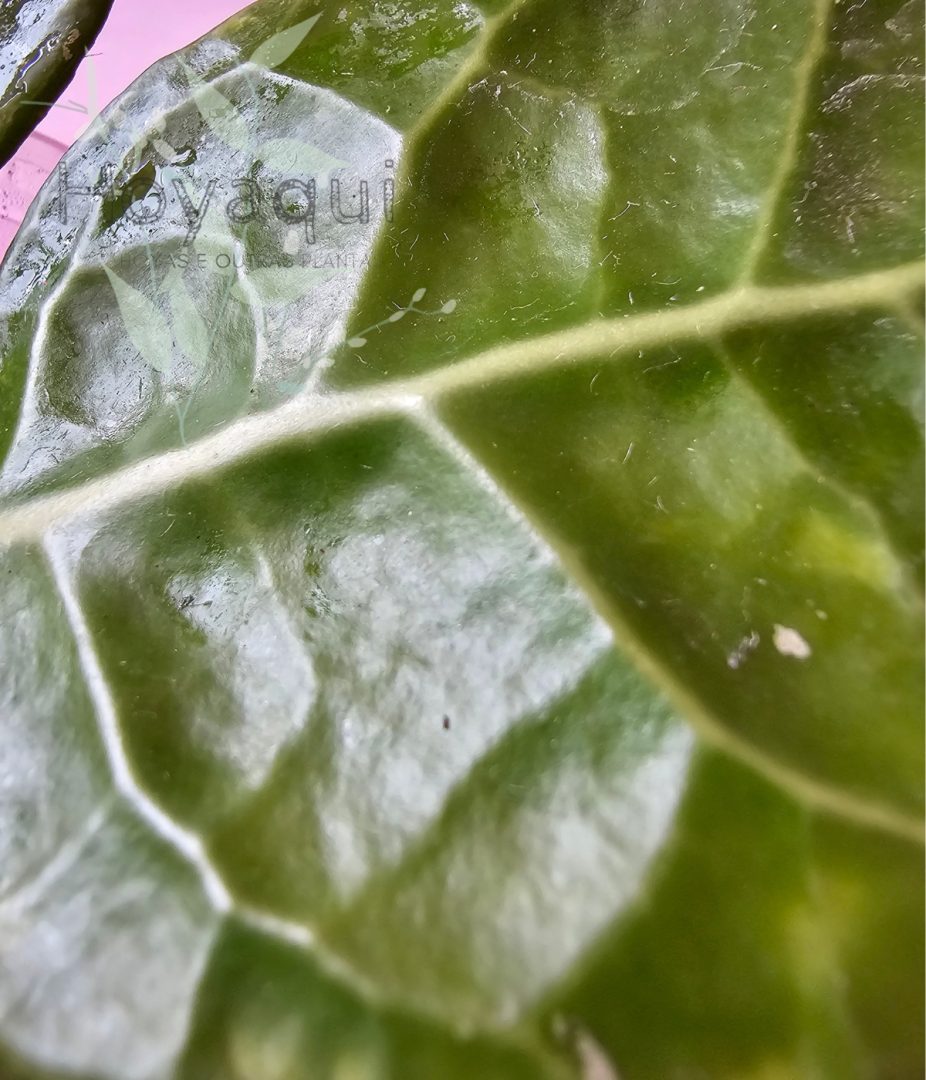 Hoya verticillata ‘Lampung’
