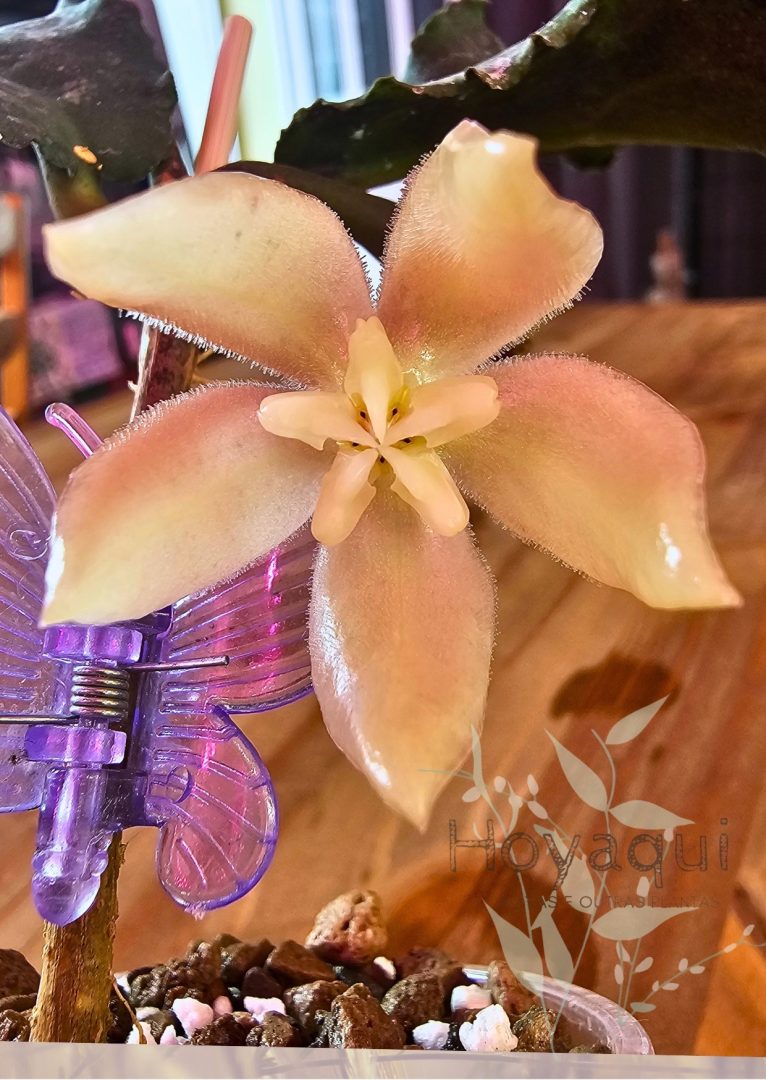 Hoya undulata (Surisa’s clone) Hoya undulata (Surisa’s clone)