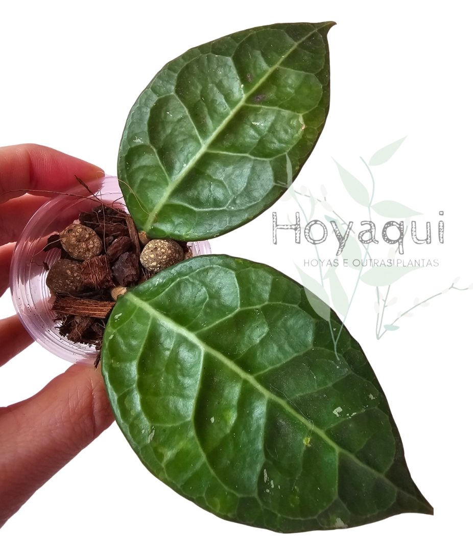 Hoya verticillata ‘Lampung’