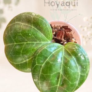 Hoya sp. Sarawak