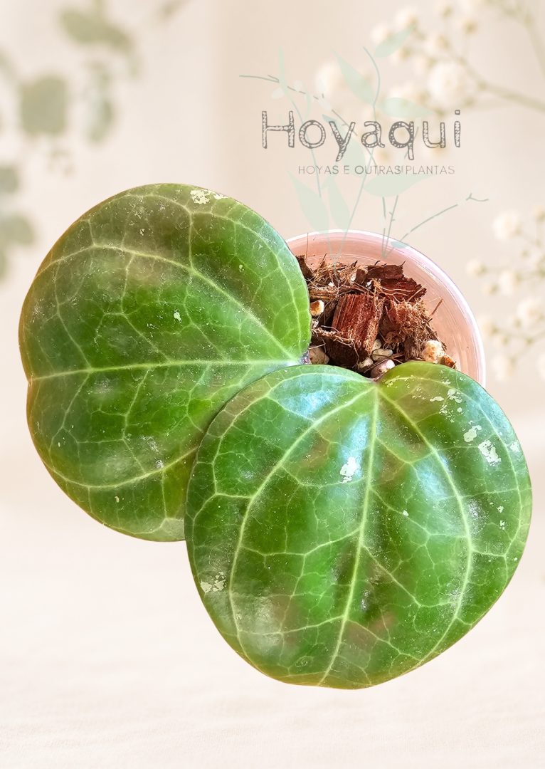 Hoya sp. Sarawak