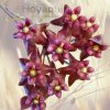 Hoya kaikoeana (antes sp. Dahlia)