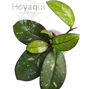 Hoya crassipetiolata round leaf splash