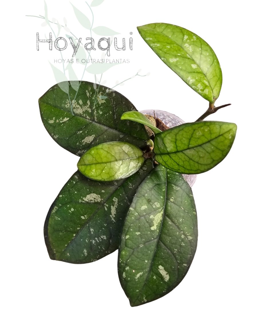 Hoya crassipetiolata round leaf splash