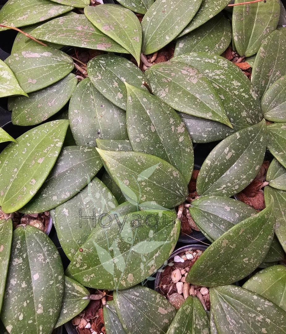 Hoya verticillata IML 1618
