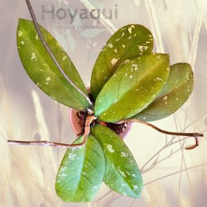 Hoya Sp. Aceh (long leaf splash)