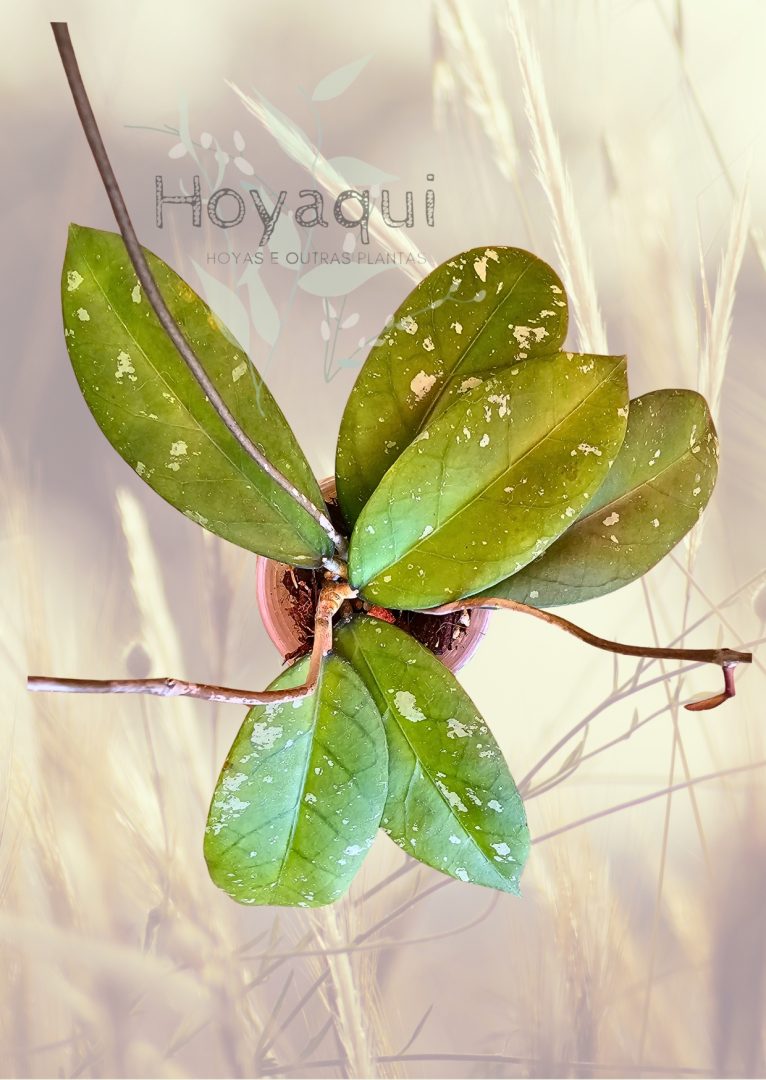 Hoya Sp. Aceh (long leaf splash) Hoya Sp. Aceh (long leaf splash)