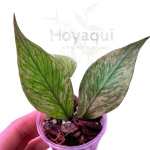 Hoya polyneura (splash)