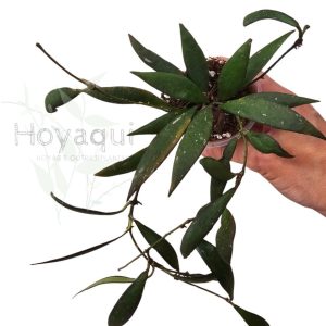 Hoya sp. Sumatra NOID (small leaf)