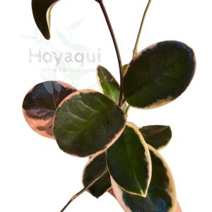 Hoya australis (Outer var.)