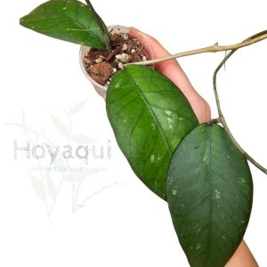 Hoya Sp. Aceh clone 4