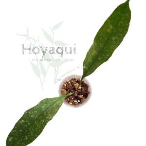 Hoya multiflora (splash)